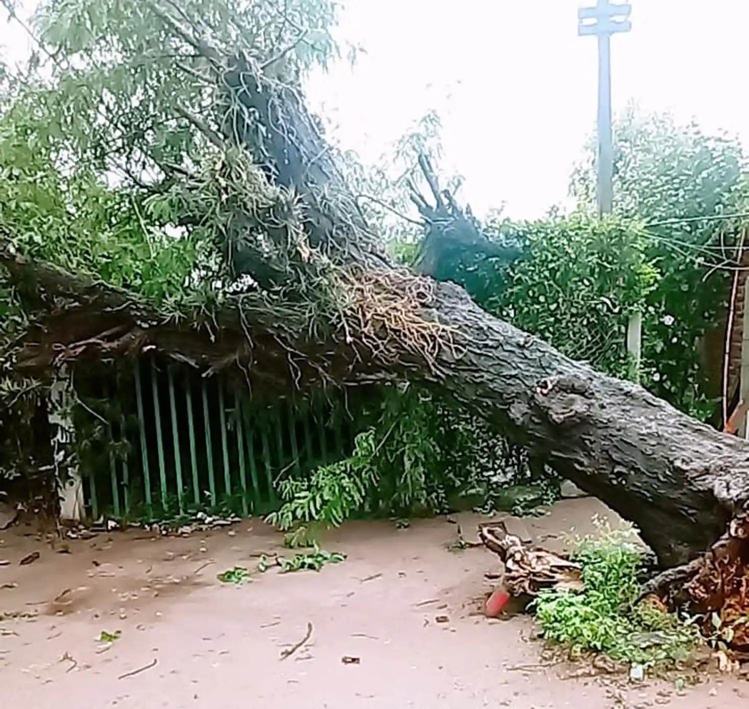 ÁRBOL CAÍDO EN SAN PEDRO DE COLALAO