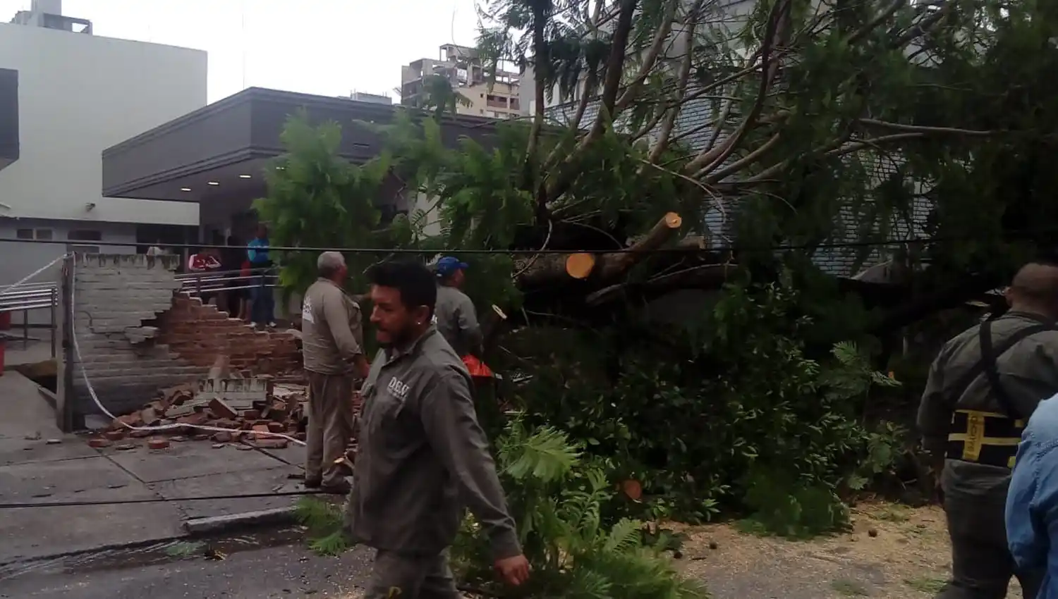 Cayó un árbol sobre una pared del Centro de Salud y una mujer se salvó de ser aplastada