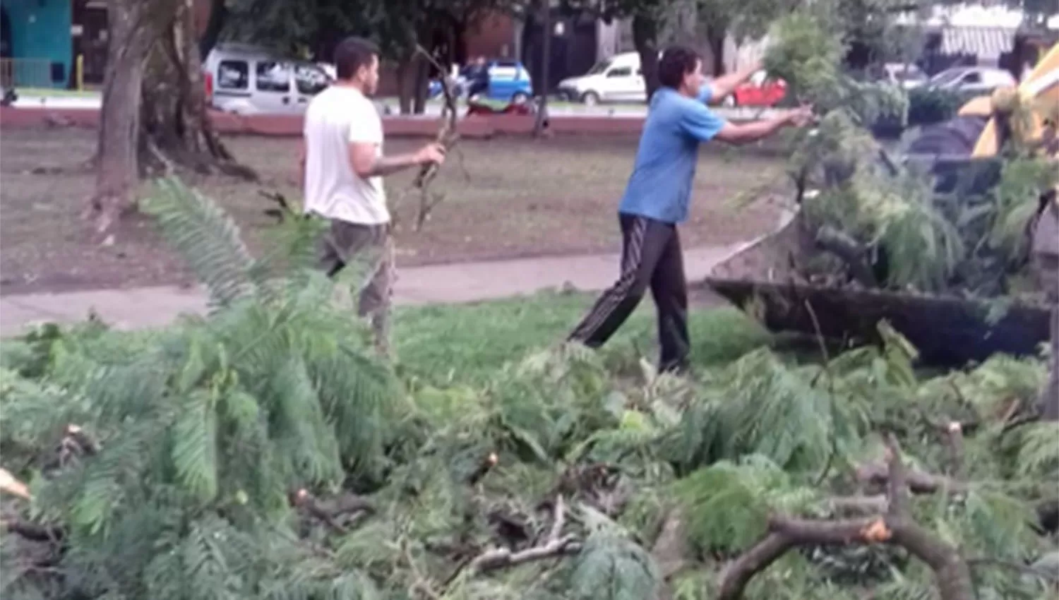 Víctima del temporal, un árbol se vino abajo en la plaza Alberdi