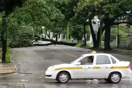 A causa del viento, un árbol añoso se desplomó en el puente de la avenida Sarmiento