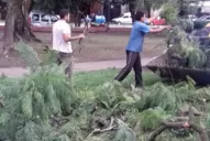 Víctima del temporal, un árbol se vino abajo en la plaza Alberdi