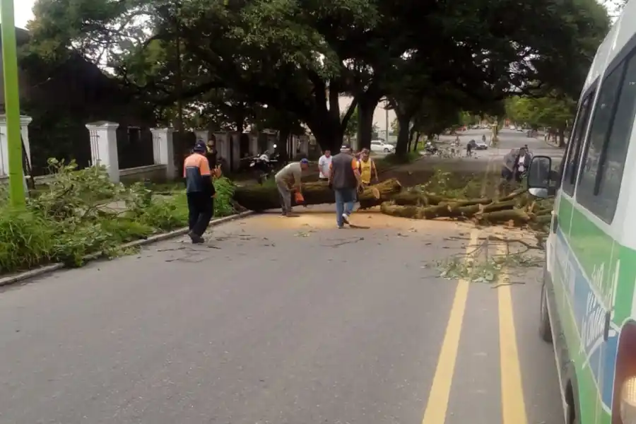 A causa del viento, un árbol añoso se desplomó en el puente de la avenida Sarmiento