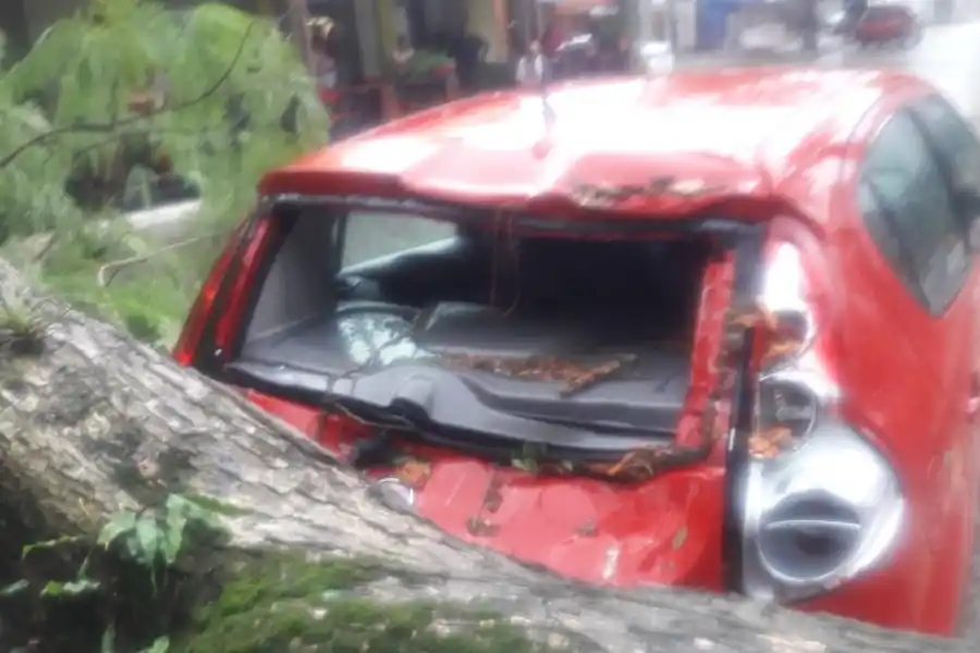 AUTO DESTROZADO A CAUSA DE LA CAÍDA DEL ÁRBOL