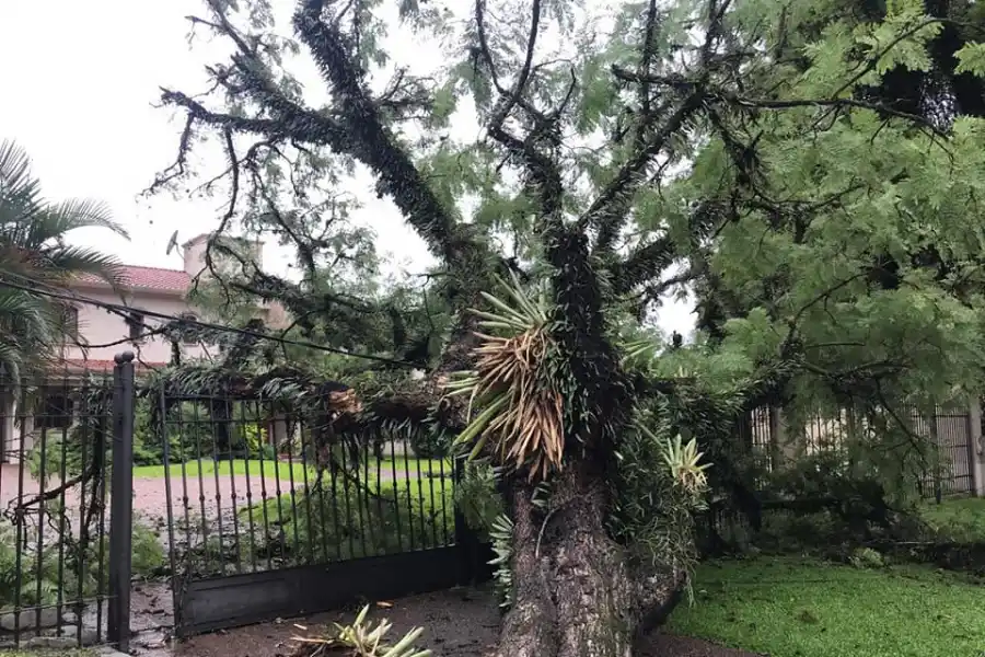 ÁRBOL CAÍDO EN AV. ACONQUIJA AL 800
