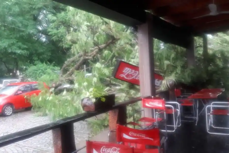 ÁRBOL CAÍDO EN SAN PEDRO DE COLALAO