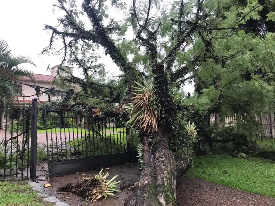 ÁRBOL CAÍDO EN AV. ACONQUIJA AL 800
