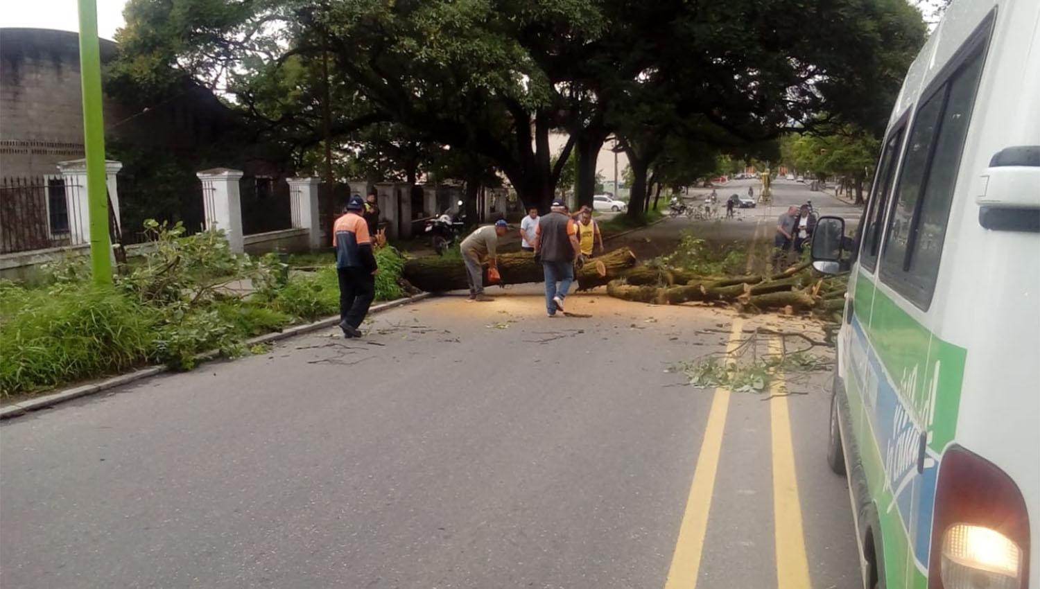 A causa del viento, un árbol añoso se desplomó en el puente de la avenida Sarmiento