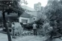 La tormenta dejó varios árboles caídos en capital y el interior