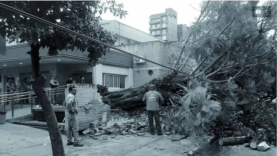 LA FUERZA DEL VIENTO. El árbol que cayó en el Hospital Centro de Salud.  