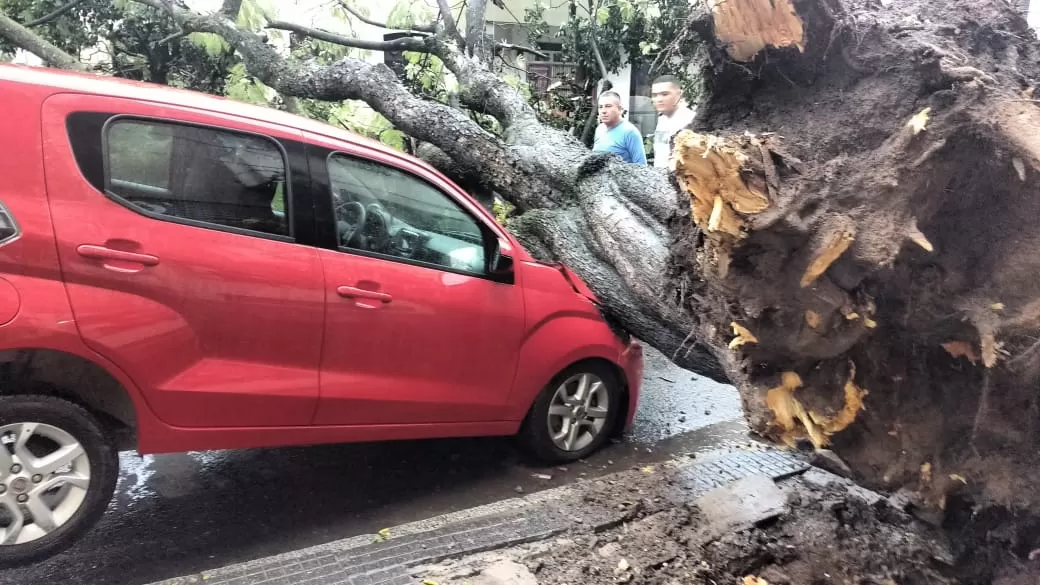 DESTRUIDO. El árbol cayó sobre el capot del Fiat. 