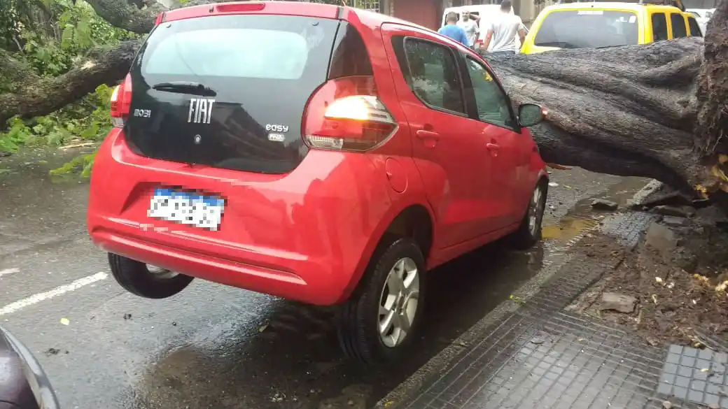 Un árbol se vino abajo y aplastó un automóvil en barrio Sur