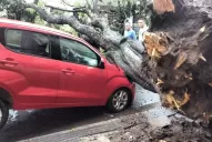 Un árbol se vino abajo y aplastó un automóvil en barrio Sur