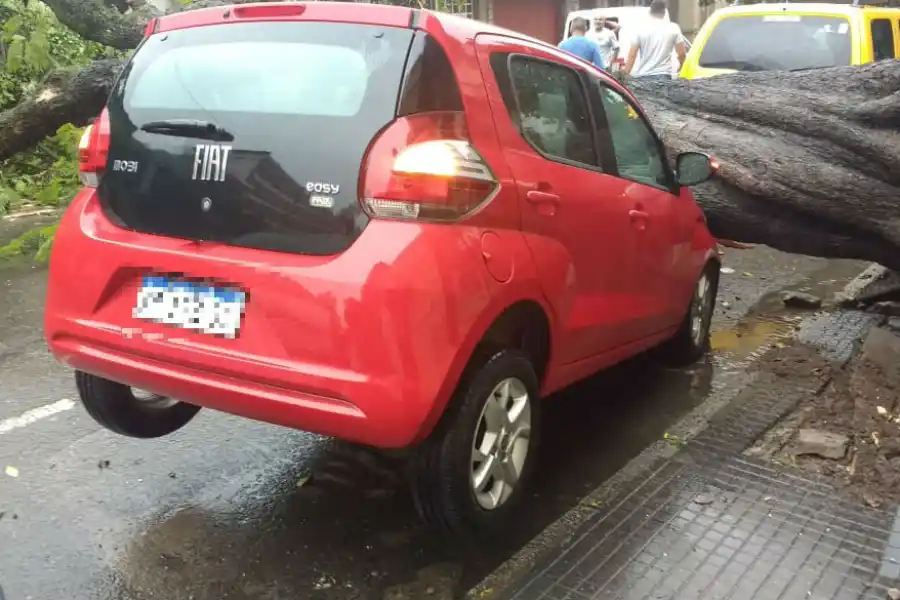 Un árbol se vino abajo y aplastó un automóvil en barrio Sur