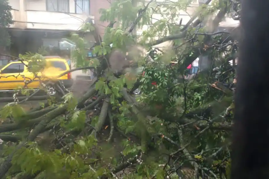 Un árbol se vino abajo y aplastó un automóvil en barrio Sur