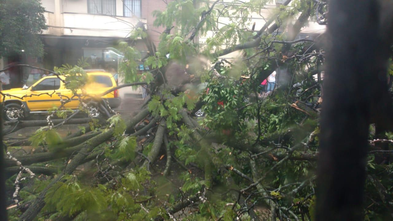 Un árbol se vino abajo y aplastó un automóvil en barrio Sur