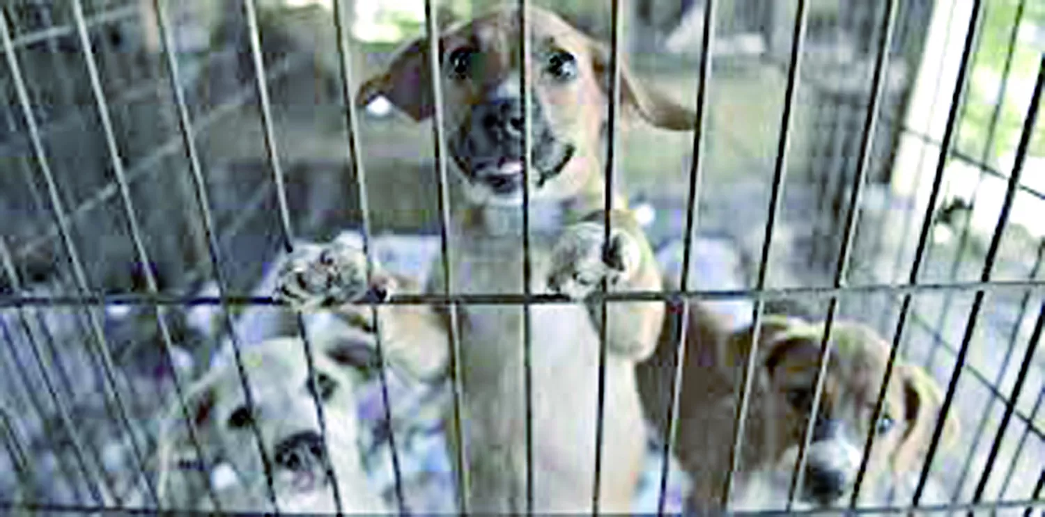 En California sólo se podrán vender mascotas que provengan de refugios o de ong sin fines de lucro