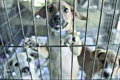 En California sólo se podrán vender mascotas que provengan de refugios o de ong sin fines de lucro