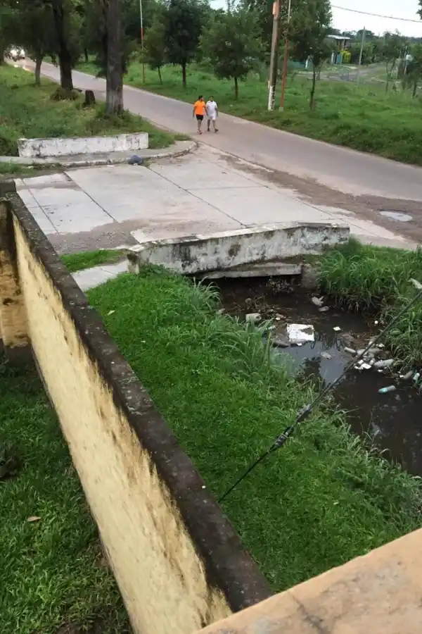 LG Whatsapp: quejas por un viejo árbol que está enredado en los cables de luz