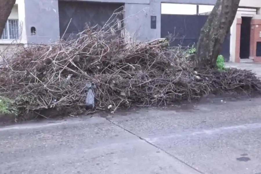 LG Whatsapp: quejas por un viejo árbol que está enredado en los cables de luz