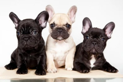 Cómo cuidar los bulldogs francés