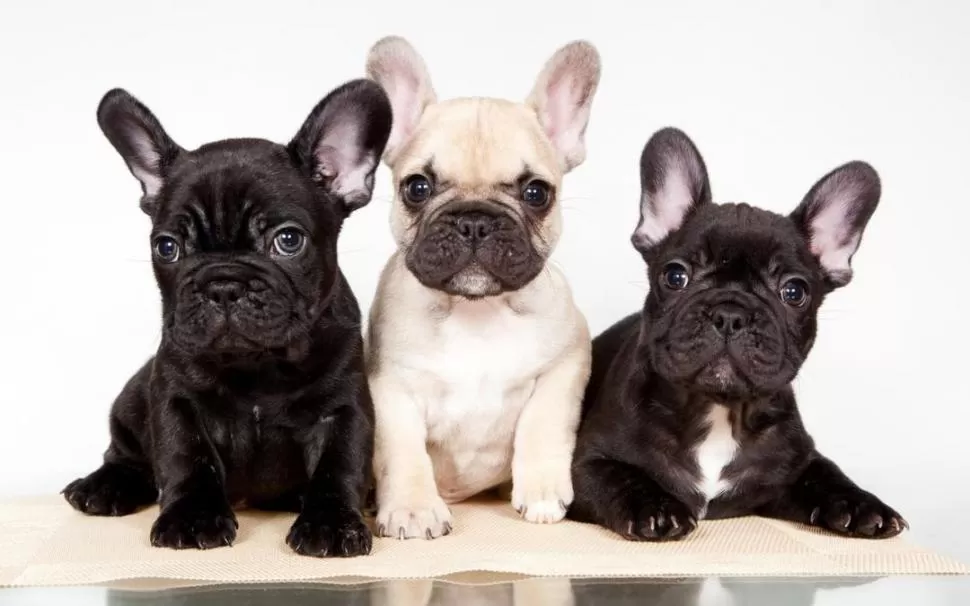TENDENCIA EN TUCUMÁN. La demanda de cachorros de bulldog francés está en aumento en la provincia. credito