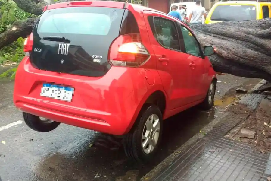 LAVALLE AL 500. El árbol que cayó el jueves pasado frente a la Municipalidad.