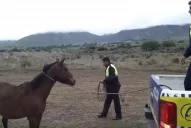 El Mollar: policías salieron a secuestrar animales sueltos para evitar accidentes en la ruta