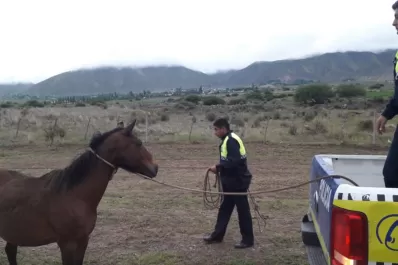 El Mollar: policías salieron a secuestrar animales sueltos para evitar accidentes en la ruta