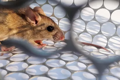 El Siprosa asegura que no hay casos de hantavirus en Tucumán