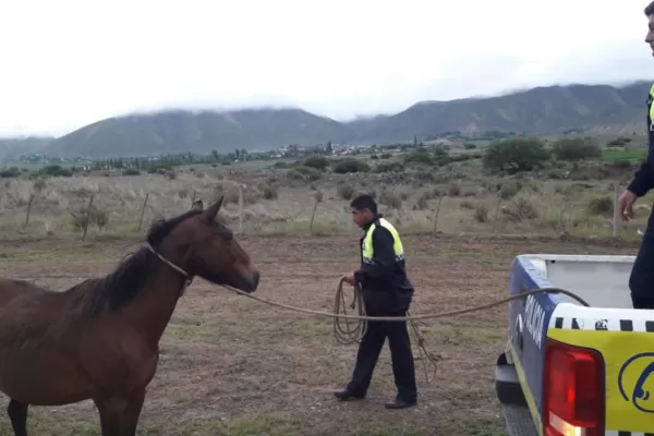 El Mollar: policías salieron a secuestrar animales sueltos para evitar accidentes en la ruta