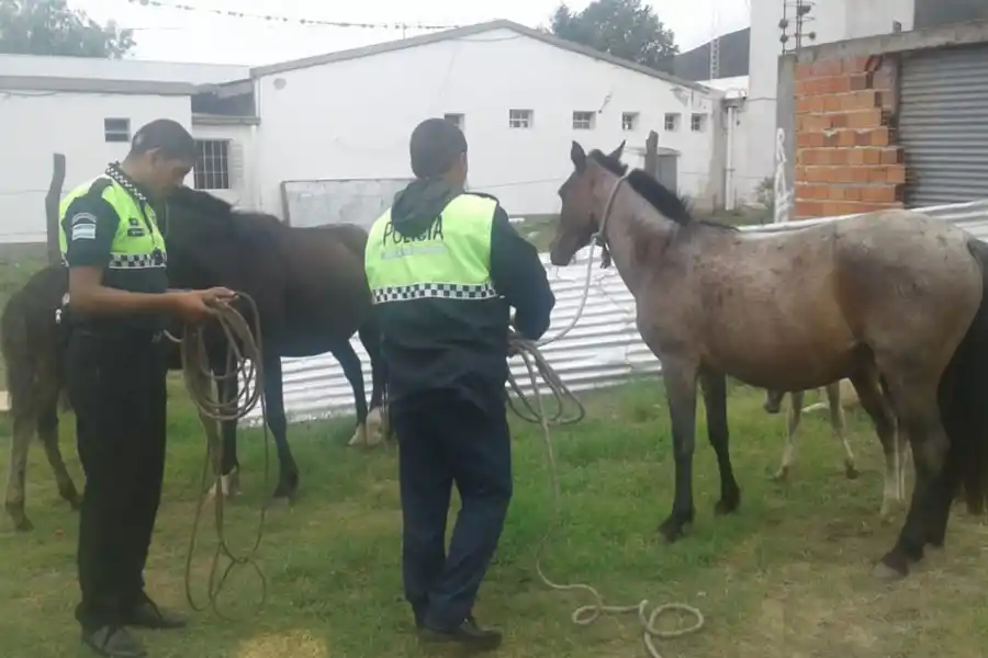 El Mollar: policías salieron a secuestrar animales sueltos para evitar accidentes en la ruta