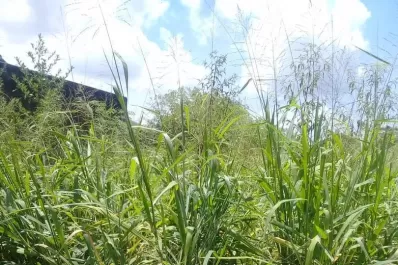Quejas por las alimañas que provienen de un terreno abandonado