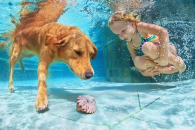 Rincón de las mascotas: 13 tips para cuidar nuestras mascotas en la pileta