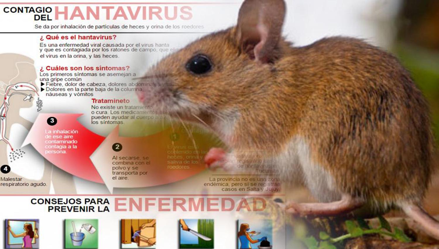 Octavo caso de hantavirus en Buenos Aires: Tucumán continúa exento del virus