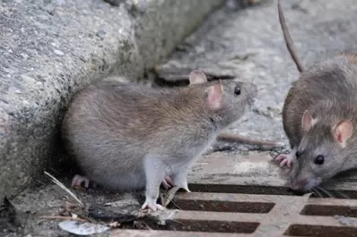Son 12 los casos mortales por hantavirus en Argentina