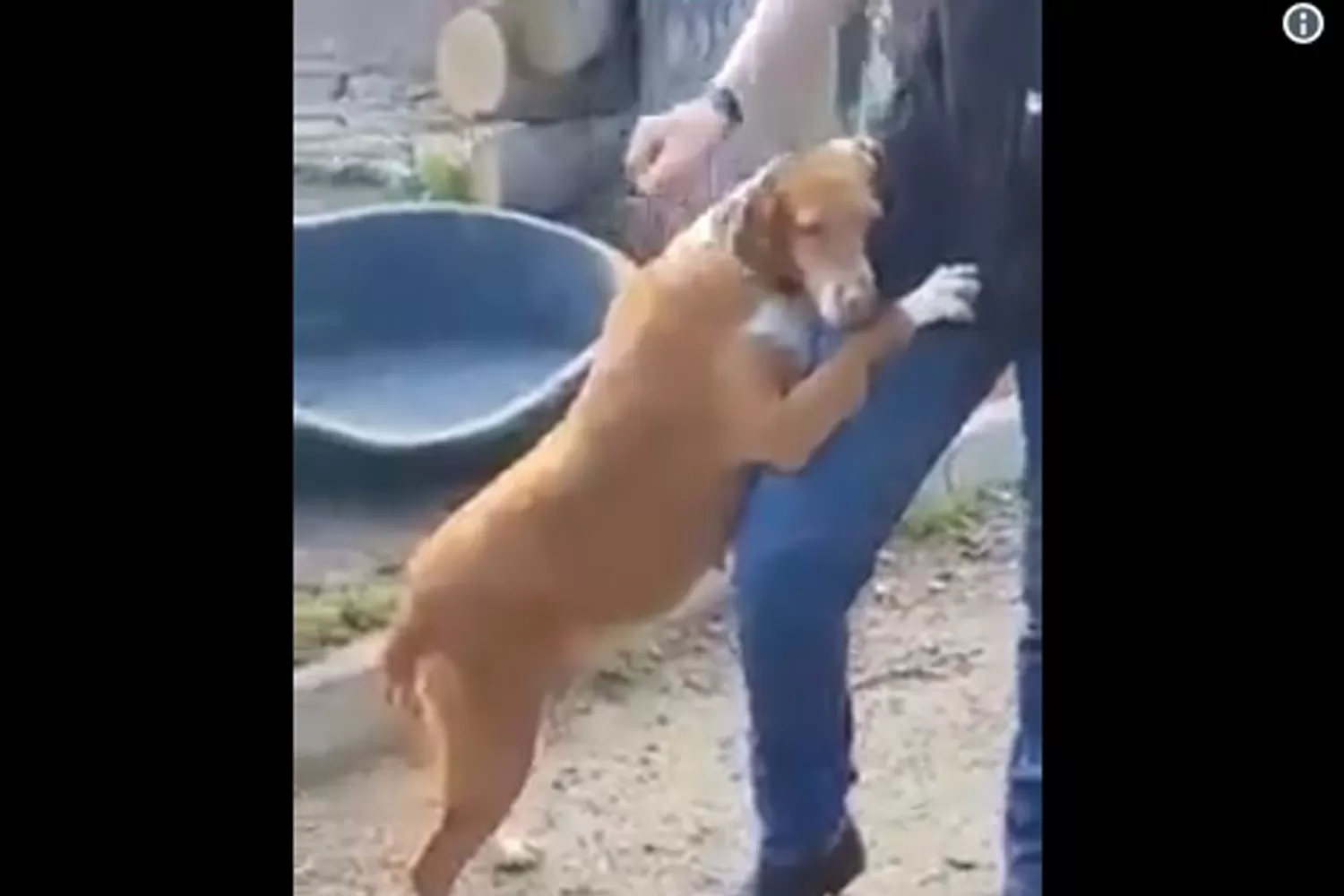 Conmovedor: el gesto de un perro abandonado que se hizo viral