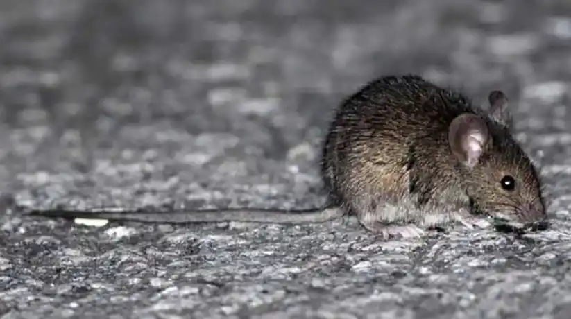 Hoy, el dengue tendría que preocuparnos más que el hanta