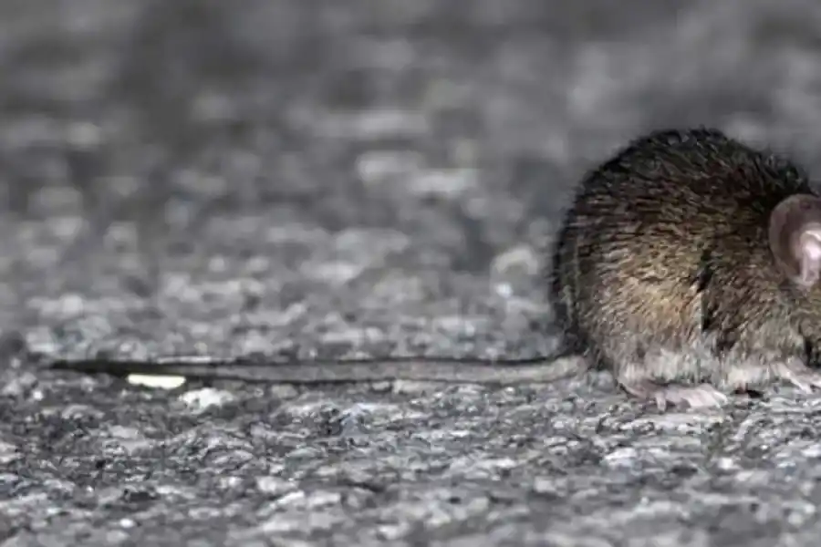 Hoy, el dengue tendría que preocuparnos más que el hanta