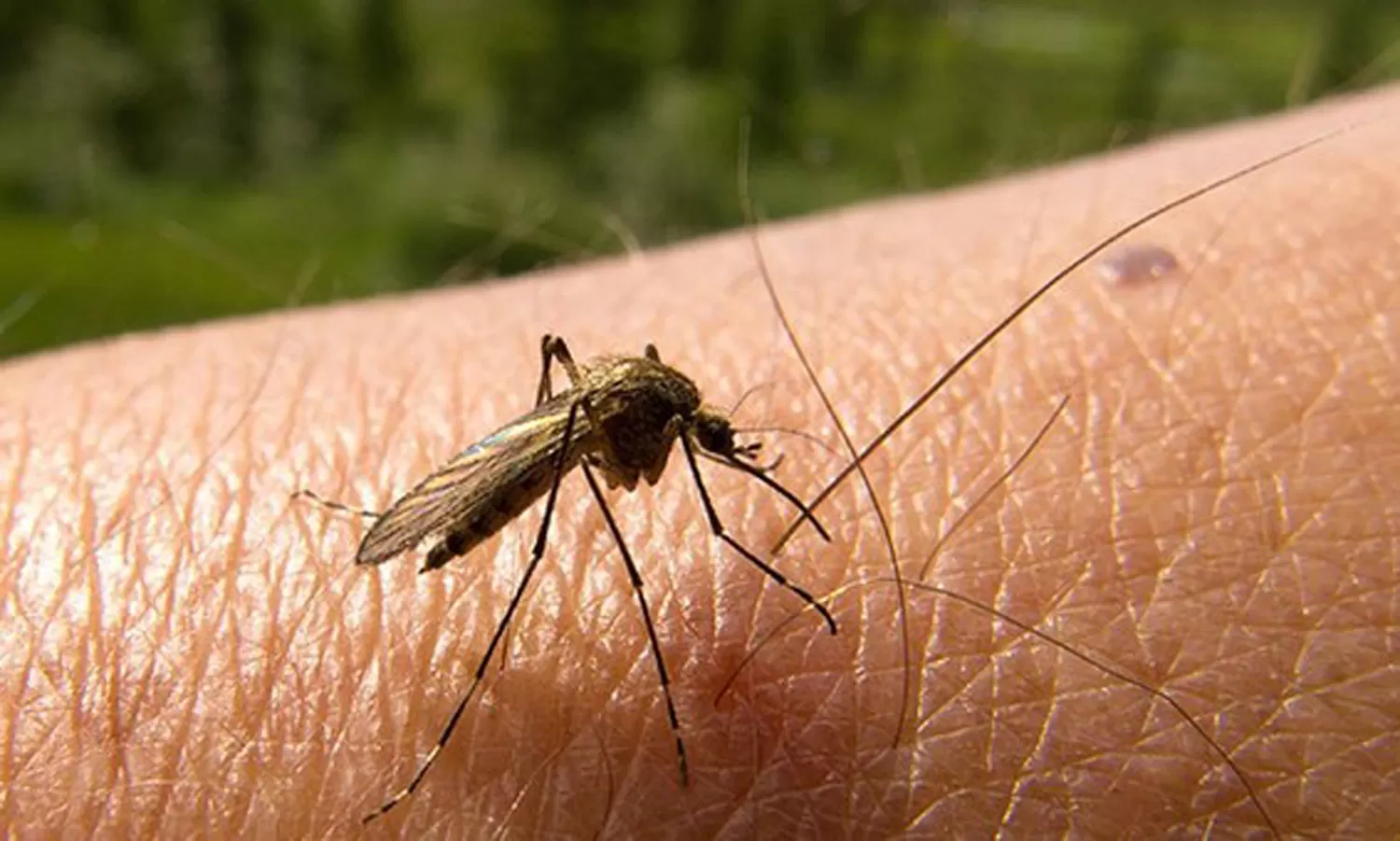 Hoy, el dengue tendría que preocuparnos más que el hanta
