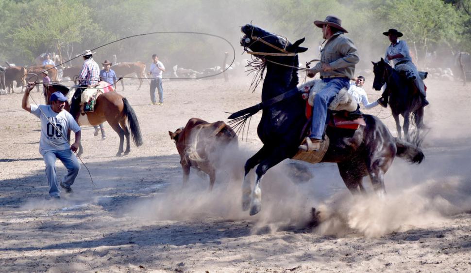DECISIVA ACCIÓN DE LOS JINETES. Los caballos son la clave para poder guiar el ganado hasta los enlazdores.
