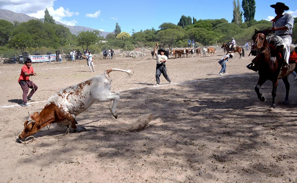 GRITO DE FESTEJO. El ternero cayó en el lazo.