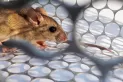 Murieron dos mujeres por hantavirus: ya son 14 las víctimas fatales
