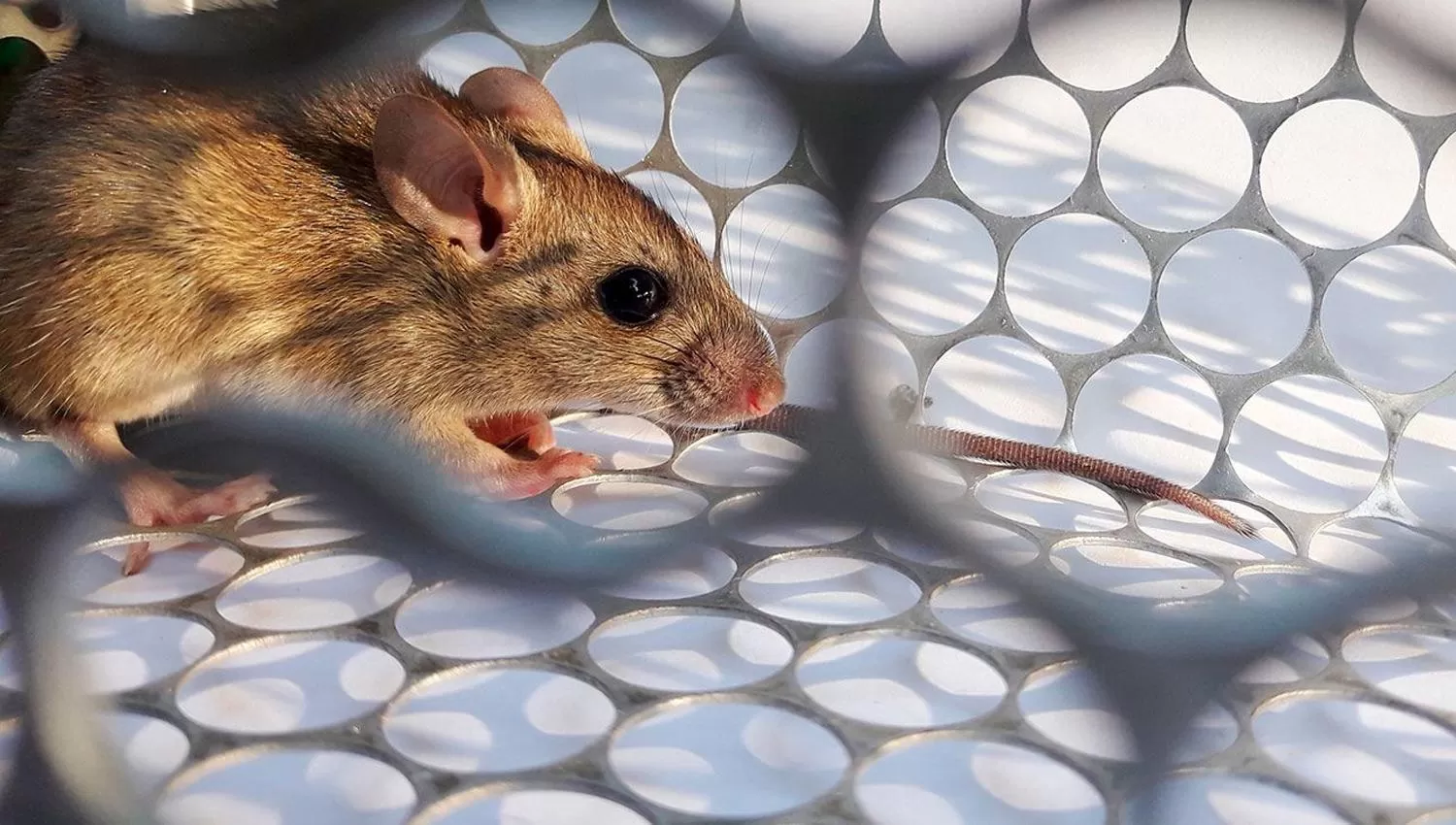 el ratón colilargo, el roedor que transmite el hantavirus.