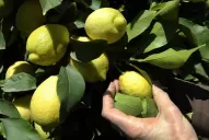 Siguen los controles para prevenir el HLB