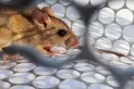Octavo caso de hantavirus en Buenos Aires: Tucumán continúa exento del virus