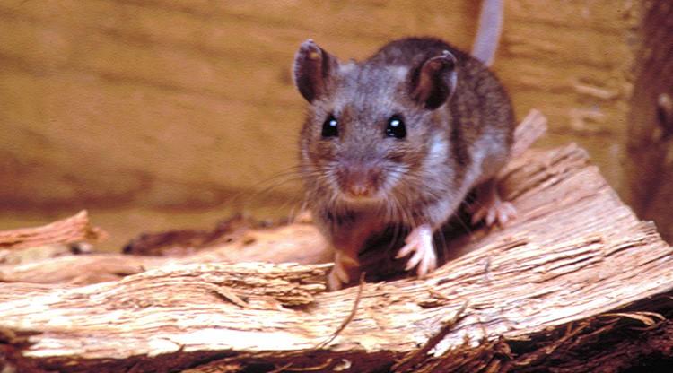 Octavo caso de hantavirus en Buenos Aires: Tucumán continúa exento del virus