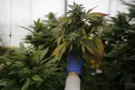 Mitos y verdades sobre el uso medicinal del cannabis