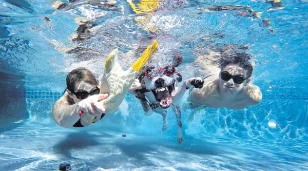 Perros en la piscina: cosas a tener en cuenta - Europa Piscinas