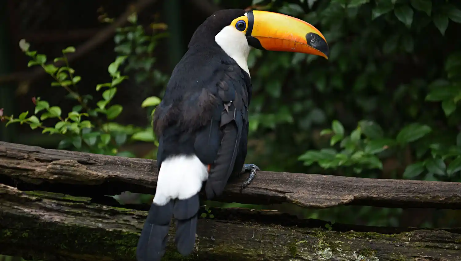 Un nuevo tucán llegó a Tucumán y ahora buscan recuperar la especie