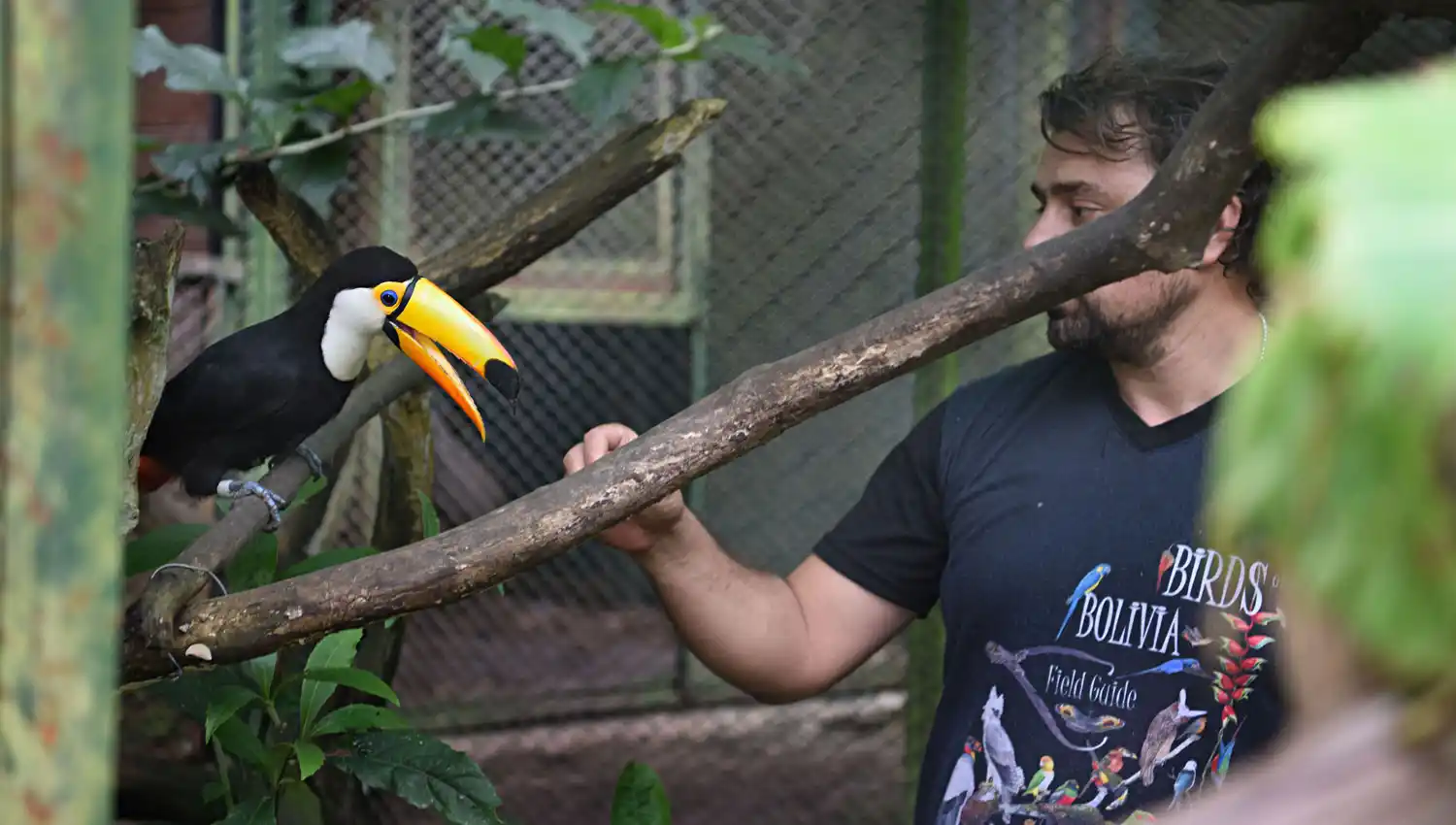 Un nuevo tucán llegó a Tucumán y ahora buscan recuperar la especie